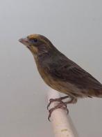 3-0 Mexicaanse roodmus, Dieren en Toebehoren, Vogels | Overige Vogels, Mannelijk, Tropenvogel