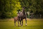 Knappe lieve zwarte dressuur merrie te koop, Dieren en Toebehoren, Paarden, Merrie, Minder dan 160 cm, Gechipt, Dressuurpaard