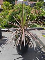 Yucca Aloifolia, Ophalen, Zomer, Overige soorten, Volle zon
