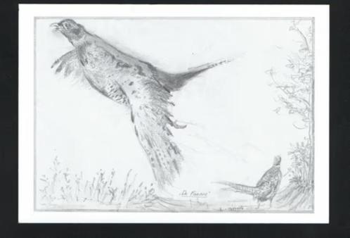 Opvliegende Fazant Phasianus Colchicus door E. v. Merkerk., Verzamelen, Ansichtkaarten | Dieren, Ongelopen, 1980 tot heden, Vogel