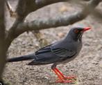 Roodpoot Lijster, Dieren en Toebehoren, Meerdere dieren, Tropenvogel, Geringd