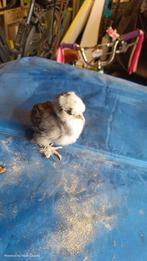 zijdehoen kriel 7 dagen oud geslacht onbekend, Dieren en Toebehoren, Pluimvee, Geslacht onbekend, Kip
