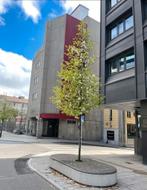 Magnolia boom Wada's Memory, Tuin en Terras, Planten | Bomen, Lente, 250 tot 400 cm, Volle zon, In pot