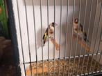 Koppel major putters, Meerdere dieren, Wildzangvogel