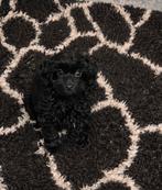 Maltipoo pups, maltezer x toy poedel, Dieren en Toebehoren, Parvo, Nederland, Overige rassen, 8 tot 15 weken