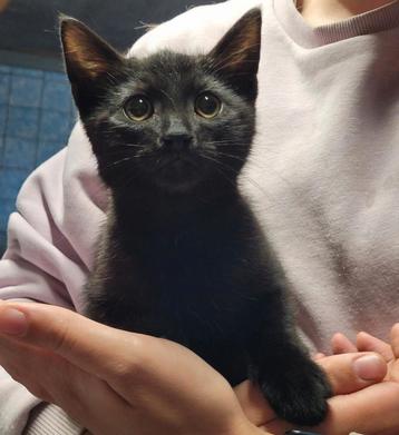 Max zoekt een speciaal huis!  (Geent en bij dierenarts oke) beschikbaar voor biedingen