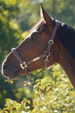 Bruin leren halster personaliseerd naamplaatje - gratis verz, Ophalen of Verzenden, Nieuw, Overige soorten