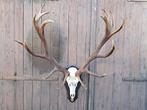 Zwaar groot topklasse 16-ender edelhert gewei – Gold trophy!, Ophalen, Zo goed als nieuw, Hert, Gewei of Kop