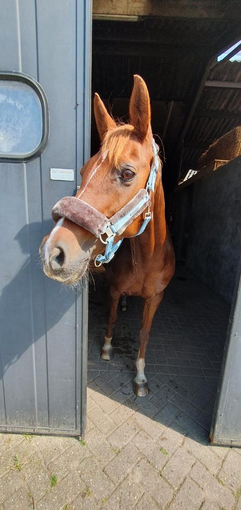 Betrouwbare verzorger gezocht!!, Dieren en Toebehoren, Stalling en Weidegang