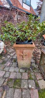 Terracotta buitenpot Portugees met plant, Tuin en Terras, Bloempotten, Gebruikt, Vierkant, Tuin, Terracotta