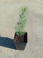 Pinus Halepensis, Ophalen of Verzenden, Volle zon