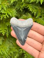 Megalodon haaientand 7.5 centimeter, Verzamelen, Mineralen en Fossielen, Ophalen of Verzenden, Fossiel