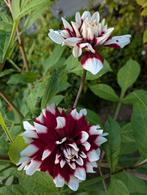 Dahlia knol Duet 120-140 cm, Tuin en Terras, Bloembollen en Zaden, Ophalen, Voorjaar, Volle zon, Knol