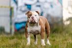 Old english bulldog dekreu, Dieren en Toebehoren, Honden | Bulldogs, Pinschers en Molossers, Rabiës (hondsdolheid), Reu, 1 tot 2 jaar