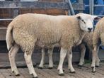 4 eng tex dek rammen, Dieren en Toebehoren, Schapen, Geiten en Varkens, Mannelijk, Schaap, 0 tot 2 jaar