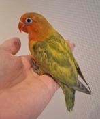 Agapornis Fischeri Dwergpapegaai, Dieren en Toebehoren, Geslacht onbekend, Dwergpapegaai of Agapornis, Tam