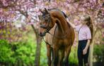 nrps D pony, dressuurpony, springpony, Dieren en Toebehoren, Pony's, Gechipt, Ruin, Dressuurpony, 3 tot 6 jaar