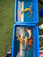 Te koop diverse Japanse  kois, Dieren en Toebehoren, Vissen | Vijvervissen, Karper of Koi