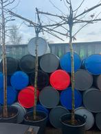 2x dak plataan, Tuin en Terras, Planten | Bomen, Bloeit niet, 100 tot 250 cm, Dakboom, Ophalen