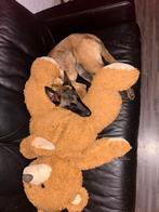 Mechelse herder (6 maanden), Dieren en Toebehoren, Ophalen of Verzenden, Hond