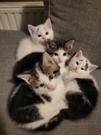 Lieve kittens opzoek naar een liefdevol huisje!!, Dieren en Toebehoren, Katten en Kittens | Raskatten | Korthaar
