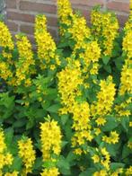 Puntwederik, Overige soorten, Volle zon, Vaste plant, Ophalen of Verzenden