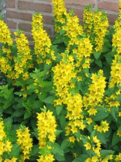 Puntwederik, Tuin en Terras, Planten | Tuinplanten, Vaste plant, Overige soorten, Volle zon, Zomer, Ophalen of Verzenden