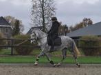 5 jarige e pony, B, Recreatiepony, Merrie, E pony (1.48m - 1.57m)