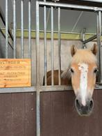 Allerliefste weidemaatje/coachingspony aangeboden, Dieren en Toebehoren, Pony's, Gechipt, Niet van toepassing, 11 jaar of ouder