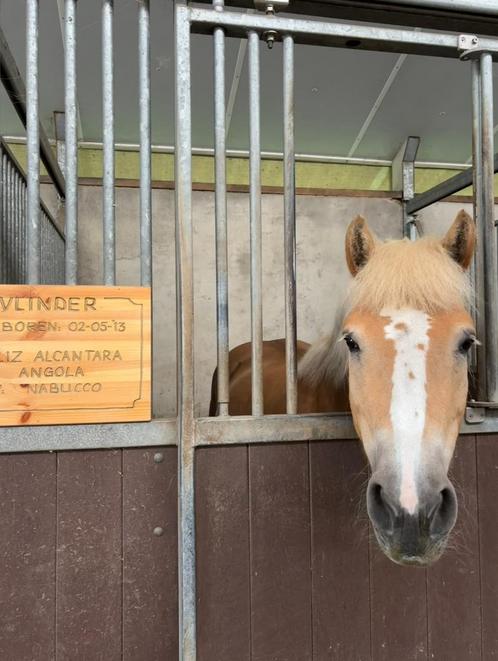 Allerliefste weidemaatje/coachingspony aangeboden, Dieren en Toebehoren, Pony's, Merrie, Niet van toepassing, E pony (1.48m - 1.57m)
