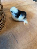 USA Zijdehoen kuikentjes, Dieren en Toebehoren, Pluimvee, Geslacht onbekend, Kip