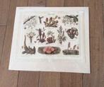 Drie mooie oude litho’s uit 1920, Antiek en Kunst, Ophalen of Verzenden