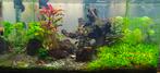Dennerle Nano Shrimp Aquarium 35L + Chihiros LED + Furniture, Ophalen, Zo goed als nieuw