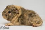 Buffagouti buff wit (california choco?) peruvian cavia, Dieren en Toebehoren, Cavia, Mannelijk, December, Tam
