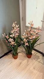 2x Nieuwe nepbloemen in pot van Intratuin, Ophalen, Nieuw, Binnen