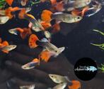 Poecilia reticulata red tuxedo guppy, Dieren en Toebehoren, Vissen | Aquariumvissen, Vis, Zoetwatervis