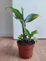 Musa Dwarf Cavendish - Bananenplant H: 34 cm., Ophalen, Overige soorten, Halfschaduw, Minder dan 100 cm