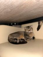 Britse korthaar, Dieren en Toebehoren, Katten en Kittens | Overige Katten, Kater, Kortharig, 0 tot 2 jaar