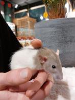 Super lieve tamme jonge Ratjes., Dieren en Toebehoren, Meerdere dieren, Rat, Na 1 juli 2024, Tam