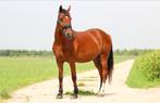 Te koop: pony Jopie (8 jaar, 1.45m), Dieren en Toebehoren, Paarden, Gechipt, Minder dan 160 cm, B, Ruin