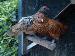 Sebright hennetjes van vorig jaar., Dieren en Toebehoren, Pluimvee, Meerdere dieren, Kip