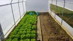 TUNNELKAS-BROEIKAS-TOP PROFI HAUS 2,6x4m - 2,6x6m, Staal, Folie, Verzenden, Kweekkas