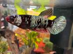Female betta spelendens cooper koi gold, Vis