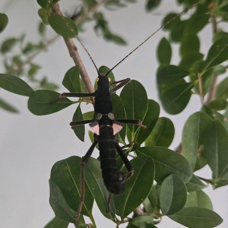 Peruphasma schultei pinkwing wandelende tak, Dieren en Toebehoren, Insecten en Spinnen, Wandelende tak
