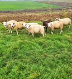 12 ooien te koop, Dieren en Toebehoren, Schapen, Geiten en Varkens, Vrouwelijk, Schaap