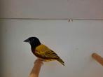 Jackson wevers, Meerdere dieren, Tropenvogel