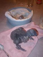 Edelpapagaaien, Meerdere dieren, Parkiet