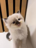 Ragdoll kittens, Dieren en Toebehoren, Katten en Kittens | Raskatten | Langhaar, Poes, Ontwormd, 0 tot 2 jaar
