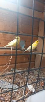 Kanaries, Meerdere dieren, Kleurkanarie