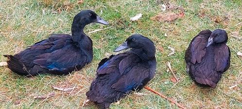 6 Intenco zwarte Indische loopeend vrouwtjes, Dieren en Toebehoren, Pluimvee, Eend, Vrouwelijk